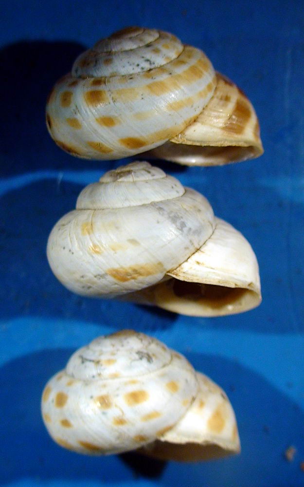 Nuova forma di Marmorana signata Rovere(AQ)